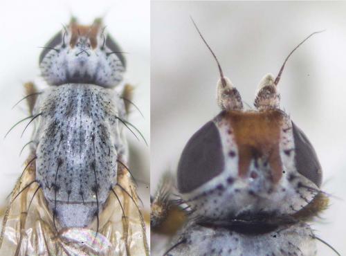 Réf. 179 621 : Tephrochlamys rufiventris